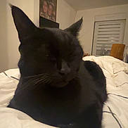Cookie participe au concours pour gagner de l'argent avec cette photo : animal, bed, black_cat, blanket, cat, comfort, cozy, domestic_cat, ears, feline, fur, home, indoor, pet, quiet, relaxing, resting, sleepy, soft_lighting, whiskers
