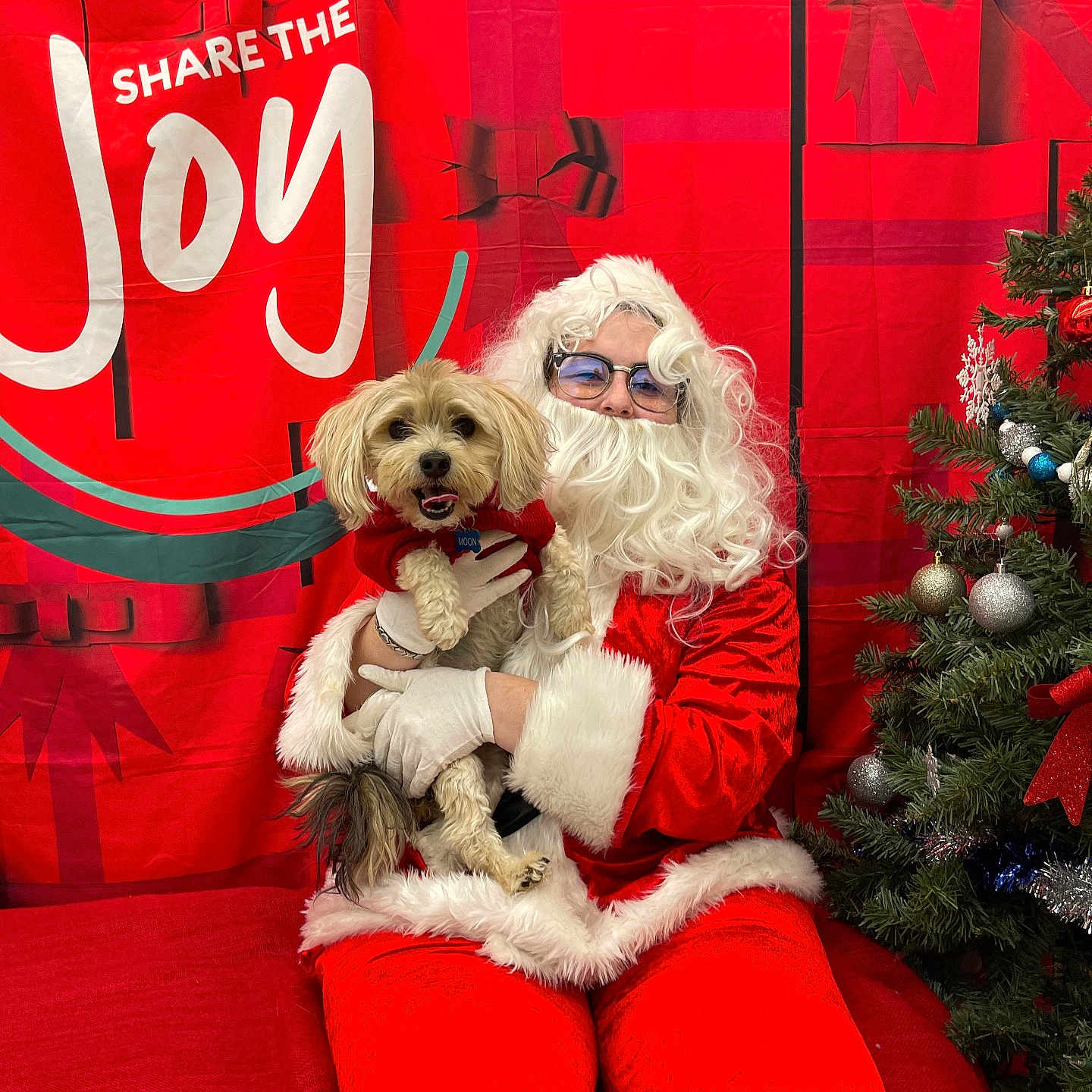 Moon joined the competition — help win amazing prizes! accessories, adult, animal, bride, canine, christmas, clothing, dog, face, female, festival, glasses, glove, head, person, pet, plant, tree, wedding, woman