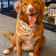 Birdie Mae is registered to the contest to win money with this photo: dog, happy, tongue_out, birthday_bandana, carpet, indoor, pet, canine, red_coat, white_paws, crate, toy, celebration, smiling, fur, animal, sitting, cute, friendly, domestic