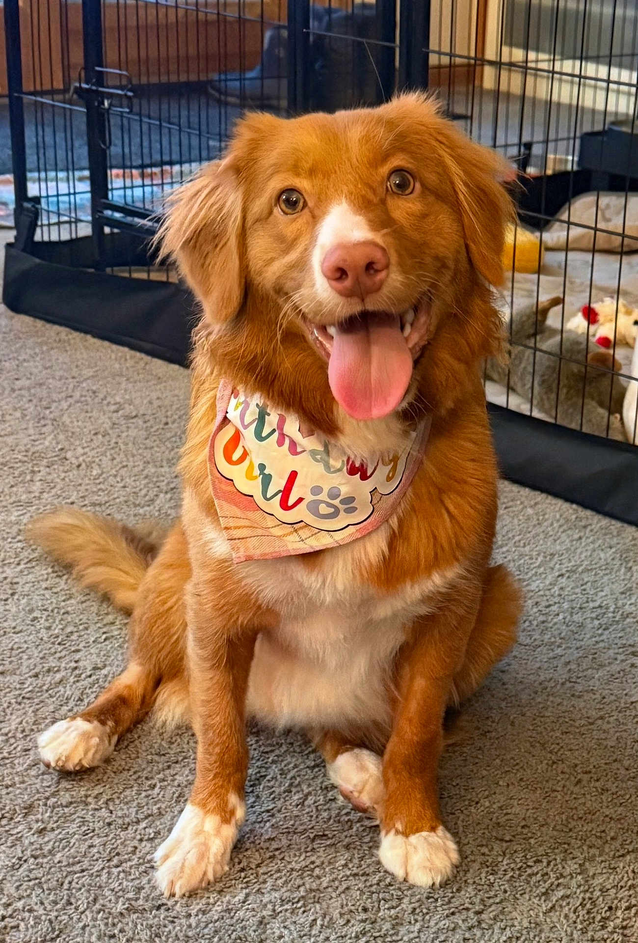 Birdie Mae is registered to the contest to win money with this photo: dog, happy, tongue_out, birthday_bandana, carpet, indoor, pet, canine, red_coat, white_paws, crate, toy, celebration, smiling, fur, animal, sitting, cute, friendly, domestic