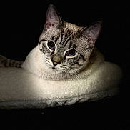 Snuggles is registered to the contest to win money with this photo: cat, close_up, blue_eyes, feline, pet, animal, resting, soft_bed, cozy, portrait, looking_at_camera, whiskers, ears, striped, domestic_cat, cute, sleepy, night, dark_background, furry