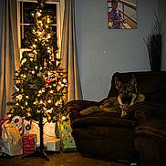 George joined the competition — help win amazing prizes! christmas_tree, lights, presents, dog, german_shepherd, couch, living_room, window, curtains, photo_frame, child_photo, floor, holiday, decorations, indoor, relaxed, pet, warm_lighting, furniture, cozy