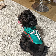 Panther is registered to the contest to win money with this photo: dog, black_dog, pet, indoor, rug, carpet, sports_jersey, green_jersey, tongue_out, looking_back, floor, footwear, socks, slippers, metal_stool, furniture, cozy, home, cute, animal