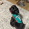dog, black_dog, pet, indoor, rug, carpet, sports_jersey, green_jersey, tongue_out, looking_back, floor, footwear, socks, slippers, metal_stool, furniture, cozy, home, cute, animal