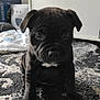 animal, black_dog, cabinet, carpet, close_up, curious, cute, dog, domestic_animal, floor, front_view, fur, household, indoor, pet, portrait, puppy, sitting, small_dog, young_dog