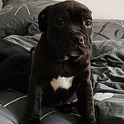Taly participe au concours pour gagner de l'argent avec cette photo : animal, bed, bedding, black_dog, blanket, canine, cozy, cute, dog, eyes, fur, indoor, looking, pet, portrait, puppy, resting, sleeping_area, white_patch, young_dog