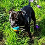 active, animal, ball, black_dog, canine, daytime, dog, field, flowers, garden, grass, greenery, happy, joyful, nature, outdoor, pet, playful, sunlight, toy