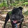animal, black_dog, canine, collar, dog, fern, forest, happy, leash, leaves, nature, outdoor, pet, summer, sunlight, tongue_out, trail, trees, walking, woods