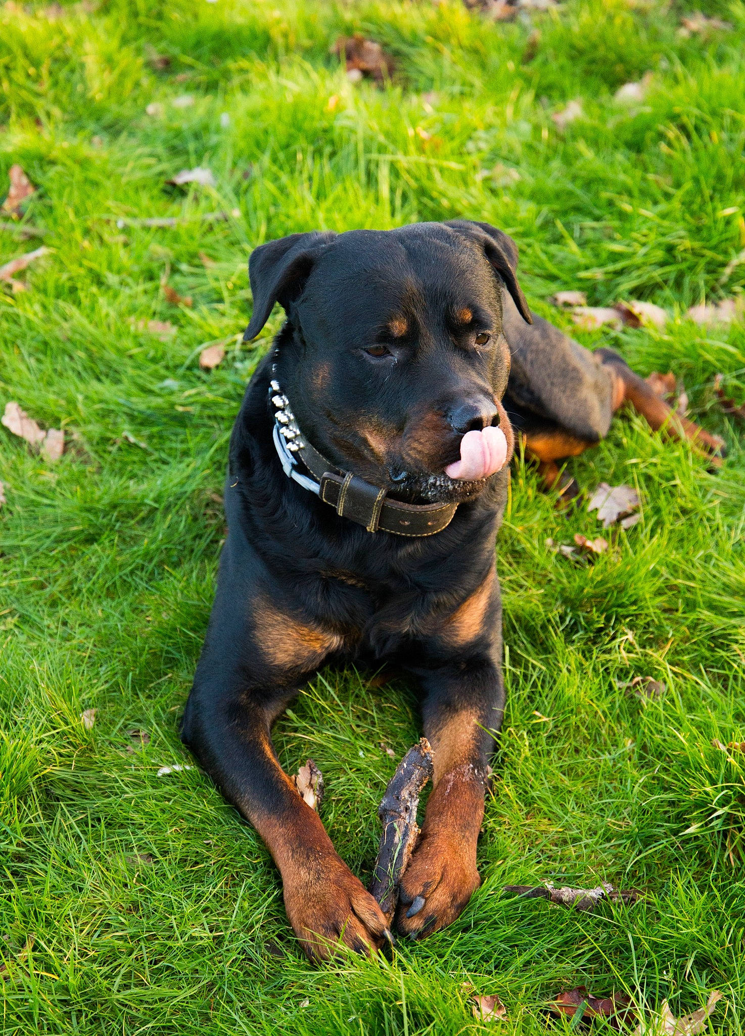 Kayser participe au concours pour gagner de l'argent avec cette photo : borador, canidae, carnivore, collar, companion_dog, dog, dog_breed, dog_collar, eye, grass, grassland, groundcover, guard_dog, hound, hunting_dog, plant, sporting_group, terrestrial_animal, working_animal, working_dog