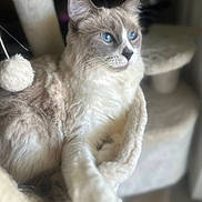 Bitsy joined the competition — help win amazing prizes! animal, blue_eyes, cat, cat_tree, closeup, cozy, cute, domestic_cat, ears, feline, fluffy, fur, indoor, muzzle, pet, portrait, relaxed, resting, soft_light, whiskers