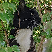 Boogie joined the competition — help win amazing prizes! alert, animal, black_and_white, branches, cat, closeup, curious, daylight, fur, greenery, leaves, mammal, nature, outdoor, perched, pet, profile, tree, whiskers, wildlife
