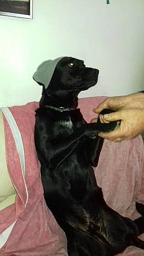 Rock participe au concours pour gagner de l'argent avec cette photo : borador, canidae, carnivore, comfort, companion_dog, dog, dog_breed, dog_collar, fur, gesture, guard_dog, gun_dog, labrador_retriever, liver, snout, sporting_group, working_animal