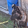 dog, canine, collar, chain, grass, outdoor, yard, blue_trash_bin, metal, animal, pet, watchful, brown_fur, ears_up, side_view, concrete, fence, leash, daylight, nature