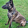 Britta is registered to the contest to win money with this photo: dog, belgian_malinois, leash, collar, grass, outdoor, pet, animal, canine, sitting, alert, brown, black, fur, ears, side_view, nature, daylight, domestic, companion