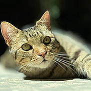 Conrad is registered to the contest to win money with this photo: cat, tabby, close_up, whiskers, lying_down, sunlight, outdoor, feline, pets, animal, eyes, fur, relaxed, curious, stretching, nose, ears, soft_focus, portrait, background_blur