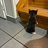 Moku a rejoint le concours — aidez-le/la à gagner de superbes lots ! kitten, cat, stairs, wood, tile_floor, indoor, curious, small_animal, pet, fur, young, domestic_cat, standing, back_view, floor, door, home, animal, cute, curiosity