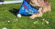 Ace joined the competition — help win amazing prizes! dog, bandana, blue_bandana, grass, daisies, golf_ball, sunny, outdoor, pet, leash, relaxed, brown_dog, small_dog, canine, nature, lawn, summer, closeup, side_view, animal
