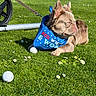 dog, bandana, blue_bandana, grass, daisies, golf_ball, sunny, outdoor, pet, leash, relaxed, brown_dog, small_dog, canine, nature, lawn, summer, closeup, side_view, animal