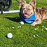 Ace joined the competition — help win amazing prizes! dog, grass, blue_bandana, golf_ball, flower, daisy, stroller_wheel, sunlight, outdoor, pet, tongue_out, happy, canine, leash, nature, playful, smiling, resting, summer, greenery