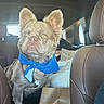 Ace is registered to the contest to win money with this photo: dog, blue_bandana, car_interior, seat, blanket, paper_bag, pet, fur, ears, window, sunlight, leather_seat, travel, road_trip, animal, canine, alert, portrait, harness, companion