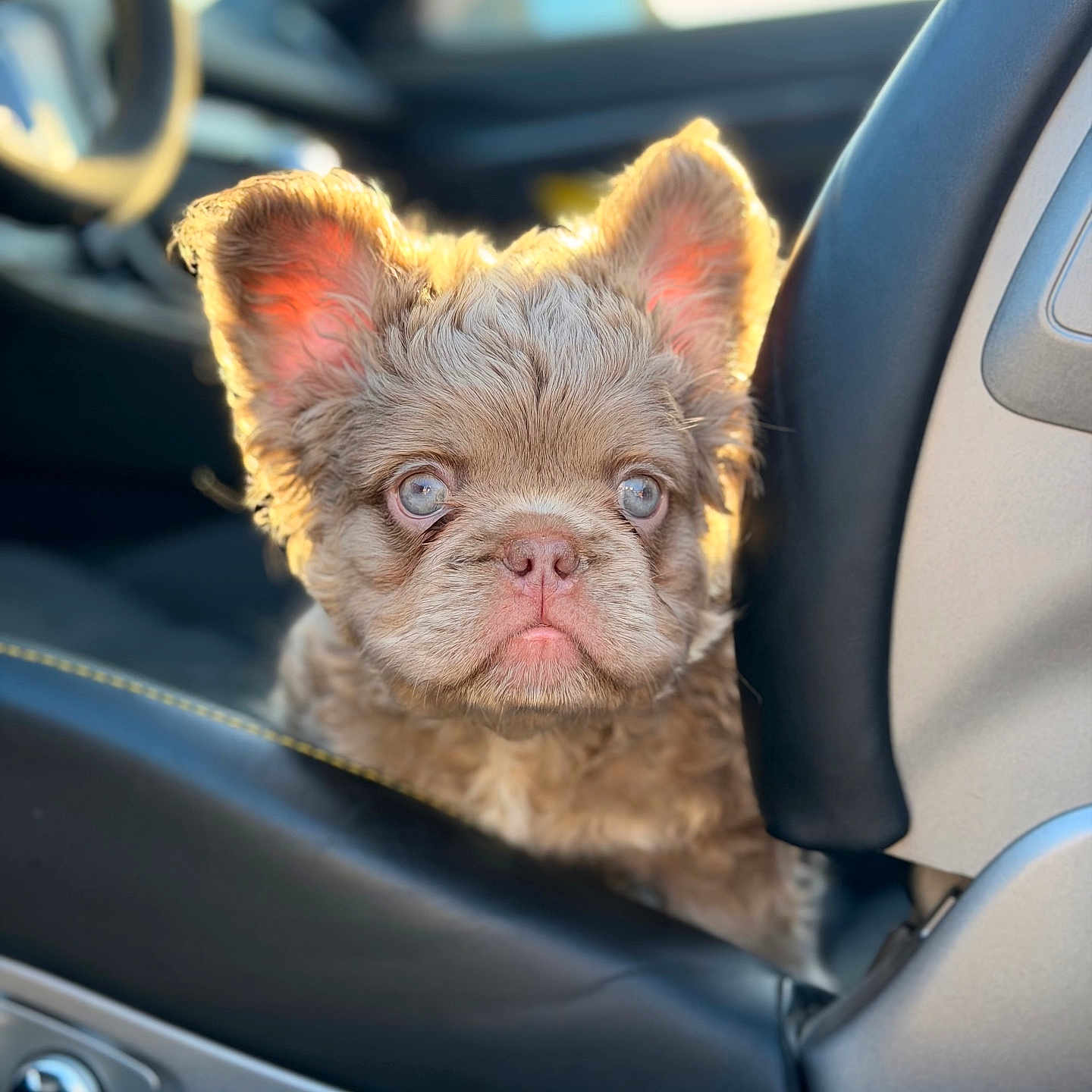 Ace is registered to the contest to win money with this photo: puppy, dog, car, car_interior, seat, sunlight, closeup, pet, animal, cute, fluffy, ears, portrait, young, looking, sitting, adorable, furry, indoors, vehicle