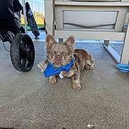 Ace joined the competition — help win amazing prizes! dog, small_dog, brown_dog, bandana, blue_bandana, concrete_floor, outdoor_chair, wheel, stroller, person, outdoor, sunny, pet, animal, resting, looking_at_camera, shallow_depth_of_field, daylight, casual, relaxed