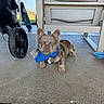 dog, small_dog, brown_dog, bandana, blue_bandana, concrete_floor, outdoor_chair, wheel, stroller, person, outdoor, sunny, pet, animal, resting, looking_at_camera, shallow_depth_of_field, daylight, casual, relaxed