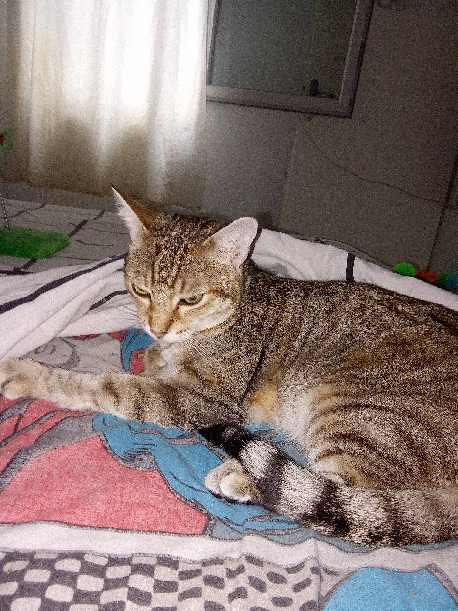 Yoyo a rejoint le concours — aidez-le/la à gagner de superbes lots ! bed, carnivore, cat, claw, comfort, curtain, domestic_short_haired_cat, fawn, felidae, fur, linens, nap, paw, sitting, small_to_medium_sized_cats, snout, tail, terrestrial_animal, whiskers, window