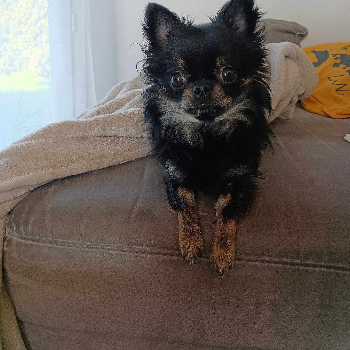 Filou participe au concours pour gagner de l'argent avec cette photo : dog, small_dog, chihuahua, black_fur, brown_fur, pet, indoor, couch, blanket, window, natural_light, curious, animal, fur, ears, face, paws, looking, cozy, living_room