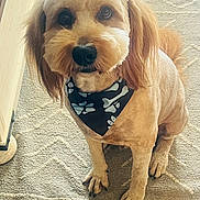Milo joined the competition — help win amazing prizes! dog, pet, bandana, groomed, fur, indoor, carpet, cute, animal, portrait, sitting, brown, ears, face, eyes, nose, paws, canine, companion, domestic