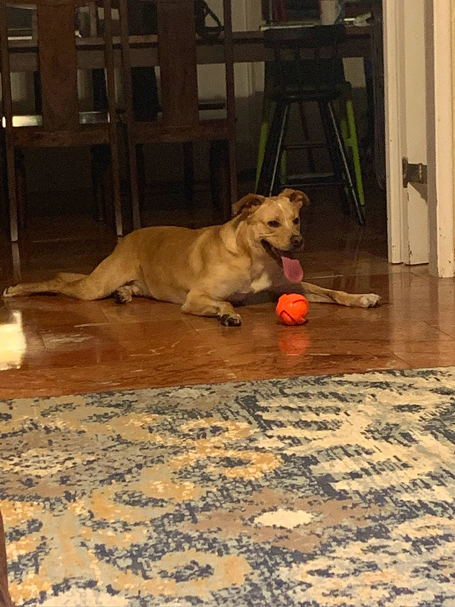 Sonny joined the competition — help win amazing prizes! ball, canidae, carnivore, companion_dog, concrete, dog, dog_breed, dog_supply, fawn, floor, flooring, hardwood, pet_supply, road_surface, snout, soil, tail, tile, wood, working_animal