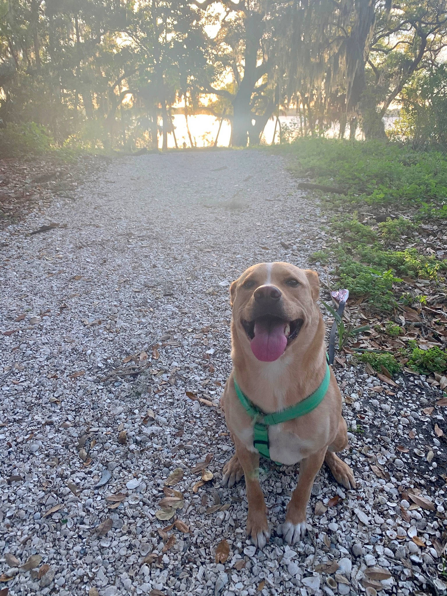 Sonny is registered to the contest to win money with this photo: asphalt, carnivore, companion_dog, dog, dog_breed, dog_collar, fawn, glasses, grass, landscape, leash, natural_landscape, plant, road_surface, snout, sunglasses, sunlight, tail, tints_and_shades, tree