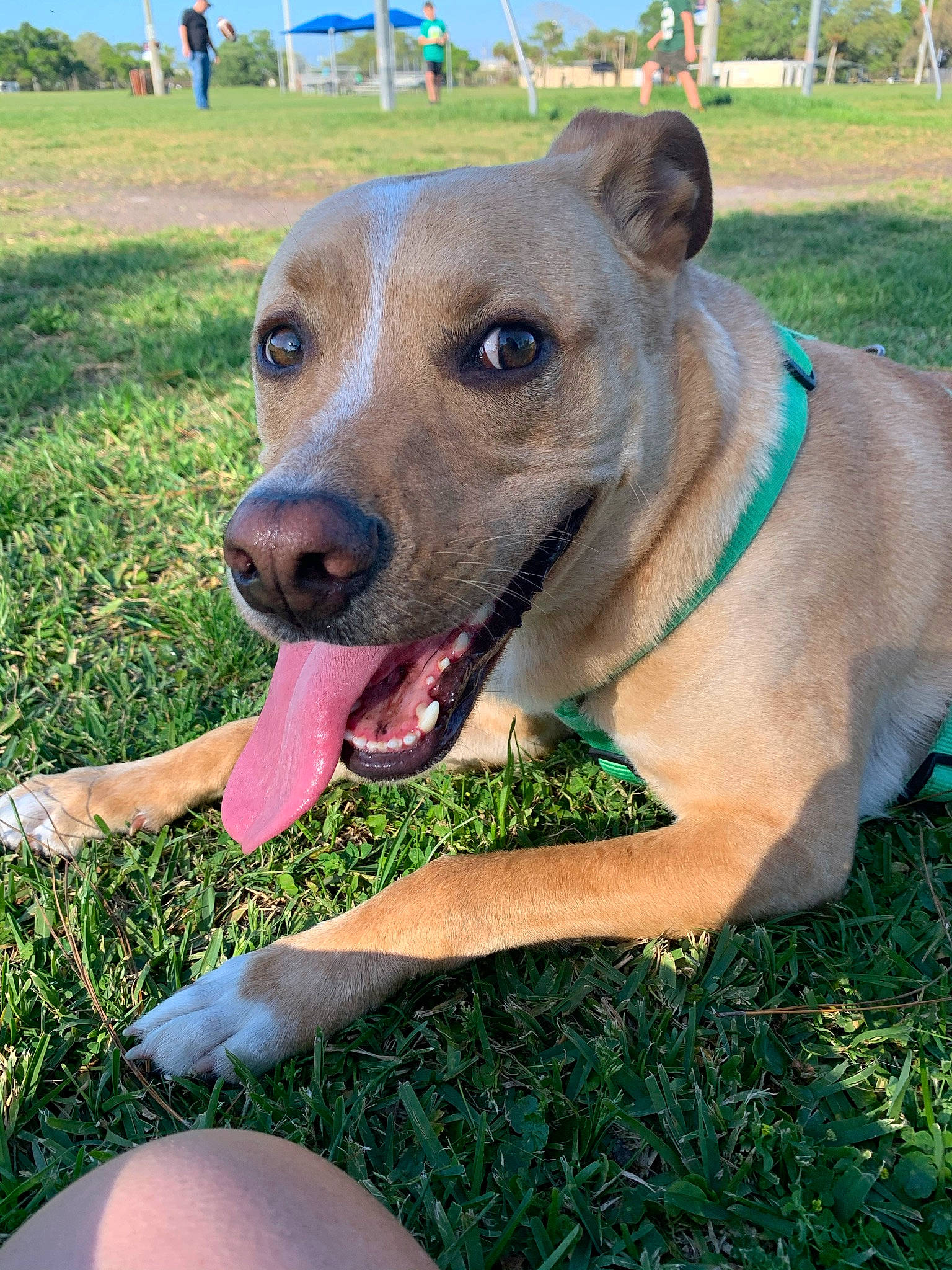 Sonny is registered to the contest to win money with this photo: canidae, carnivore, collar, companion_dog, dog, dog_breed, dog_collar, dog_supply, fashion_accessory, fawn, grass, grassland, leash, pet_supply, sky, snout, sporting_group, tree, whiskers, working_animal