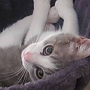 Pinky is registered to the contest to win money with this photo: cat, kitten, pet, animal, furry, white_fur, gray_fur, pink_nose, green_eyes, whiskers, paws, upside_down, lying_down, indoors, blanket, cozy, portrait, close_up, curious, cute