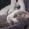 cat, kitten, pet, animal, furry, white_fur, gray_fur, pink_nose, green_eyes, whiskers, paws, upside_down, lying_down, indoors, blanket, cozy, portrait, close_up, curious, cute