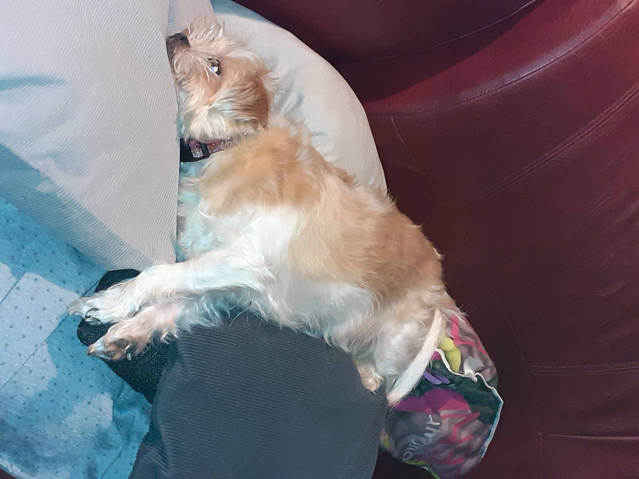 Nuggets participe au concours pour gagner de l'argent avec cette photo : canidae, carnivore, cat, comfort, companion_dog, couch, dog_breed, domestic_short_haired_cat, fawn, felidae, foot, fur, human_leg, lap, paw, small_to_medium_sized_cats, sporting_group, tail, whiskers, window