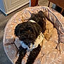 Precious Tiny is registered to the contest to win money with this photo: dog, pet, dog_bed, white_shirt, indoor, wooden_chair, floor, furniture, black_dog, cute, cozy, resting, home, canine, collar, toy_bone, relaxed, small_dog, domestic, comfort
