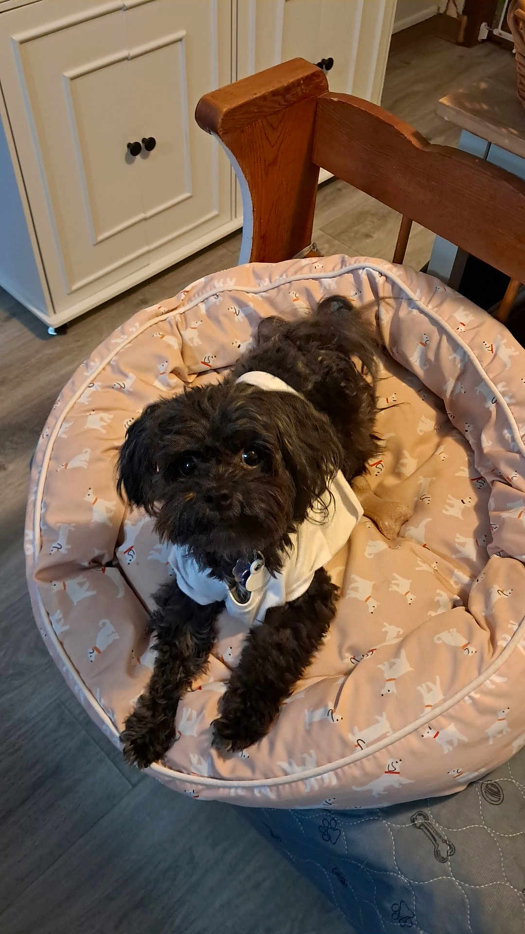 Precious Tiny is registered to the contest to win money with this photo: dog, pet, dog_bed, white_shirt, indoor, wooden_chair, floor, furniture, black_dog, cute, cozy, resting, home, canine, collar, toy_bone, relaxed, small_dog, domestic, comfort