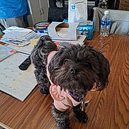 Precious Tiny is registered to the contest to win money with this photo: dog, black_dog, pet, clothing, pink_sweater, wooden_table, indoor, household_items, papers, remote_control, water_bottle, curious, small_dog, keys, furniture, person_partial, casual_clothing, calendar, container, organized