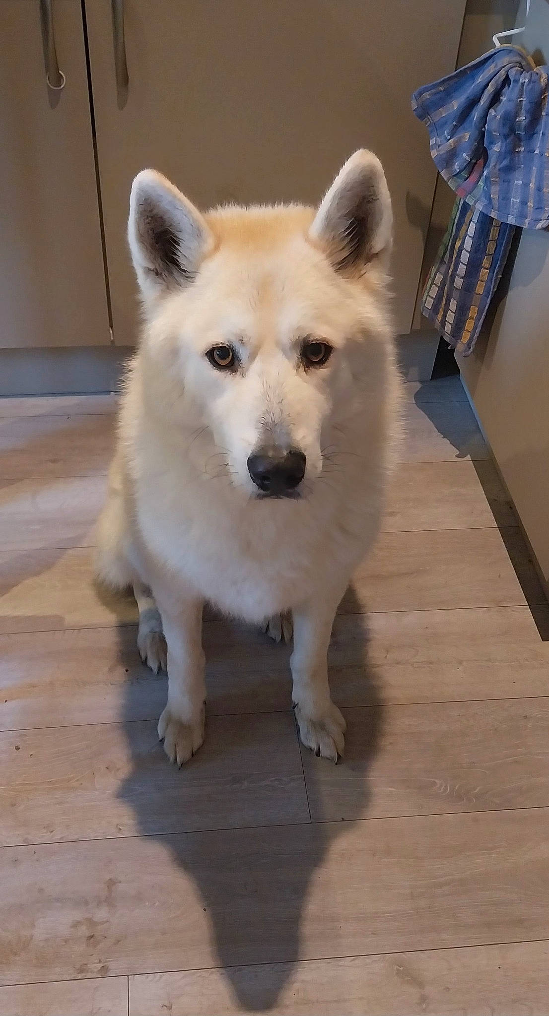 Michigan participe au concours pour gagner de l'argent avec cette photo : ancient_dog_breeds, canis, carnivore, companion_dog, dog, dog_breed, floor, flooring, fur, hardwood, non_sporting_group, snout, sporting_group, tail, terrestrial_animal, wood, working_animal, working_dog