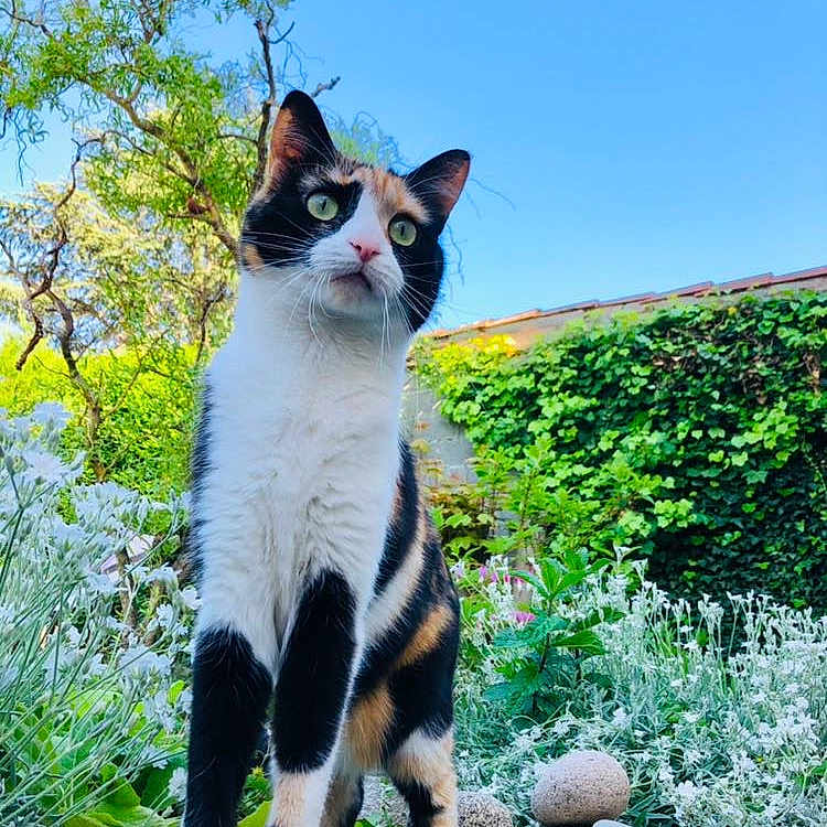 Nala a rejoint le concours — aidez-le/la à gagner de superbes lots ! animal, backyard, cat, flower, grass, herbal, herbs, jar, kitten, nature, outdoors, pet, plant, planter, pottedplant, pottery, rock, vase, vegetation, yard