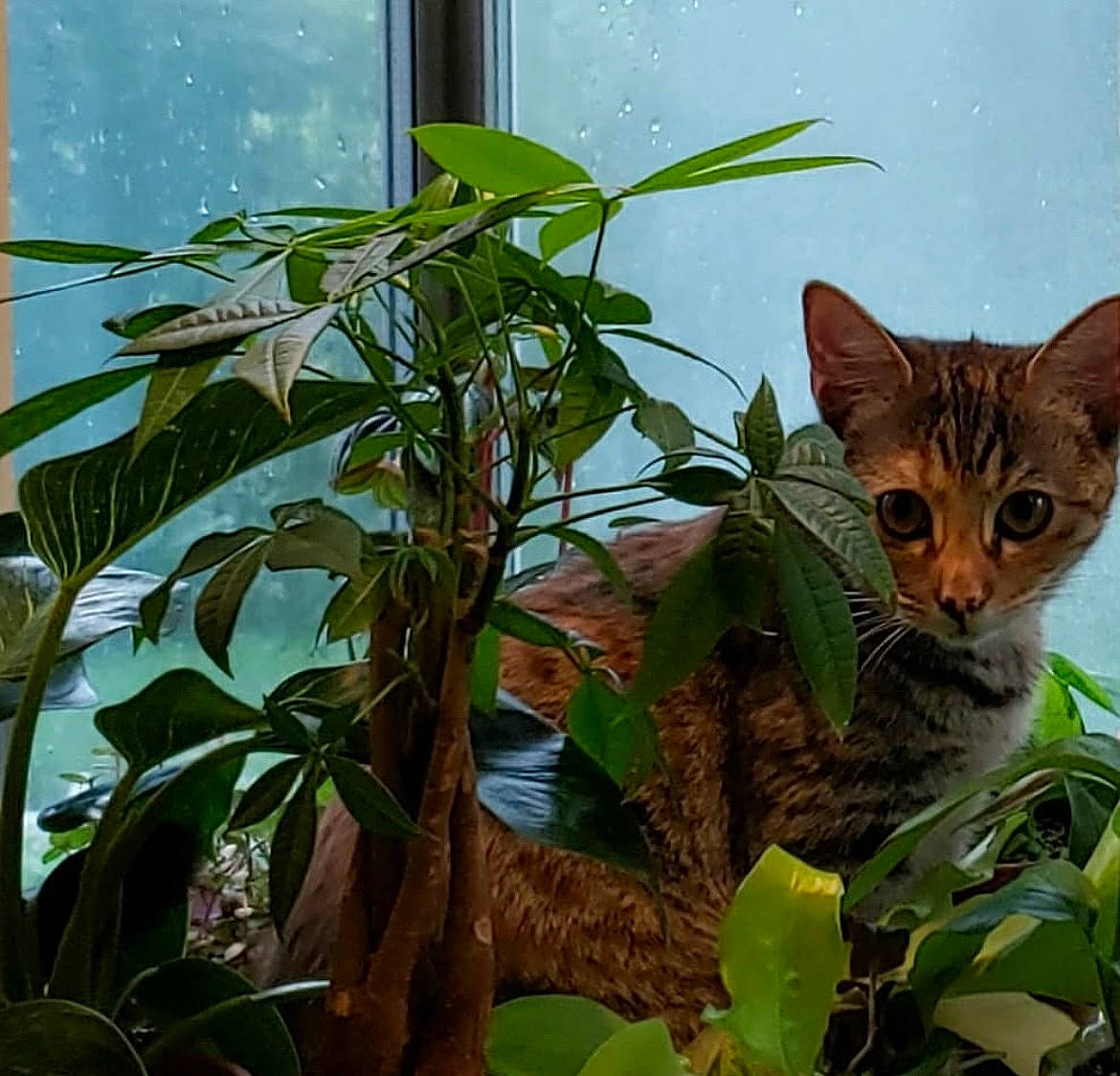 Ivy is registered to the contest to win money with this photo: carnivore, cat, domestic_short_haired_cat, fawn, felidae, flowering_plant, flowerpot, grass, herb, houseplant, plant, plant_stem, small_to_medium_sized_cats, snout, tail, terrestrial_animal, terrestrial_plant, whiskers, wildlife, window