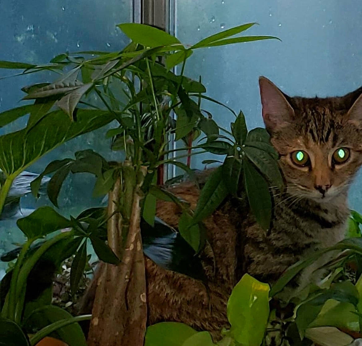 Ivy joined the competition — help win amazing prizes! banana_family, carnivore, cat, domestic_short_haired_cat, fawn, felidae, flowering_plant, green, herb, houseplant, jungle, plant, plant_stem, small_to_medium_sized_cats, terrestrial_animal, terrestrial_plant, tree, whiskers