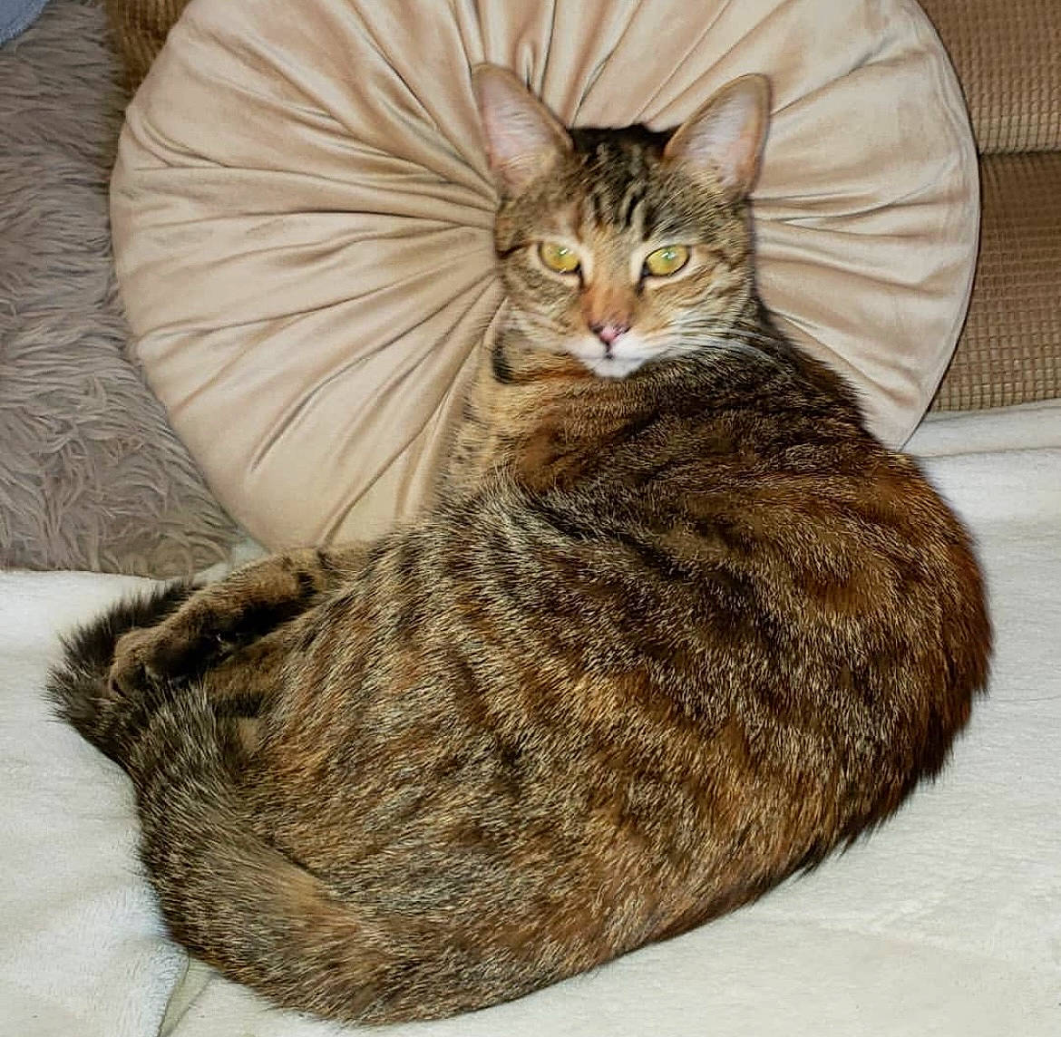 Ivy is registered to the contest to win money with this photo: carnivore, cat, cat_supply, comfort, eye, fawn, felidae, fur, small_to_medium_sized_cats, snout, tail, terrestrial_animal, whiskers