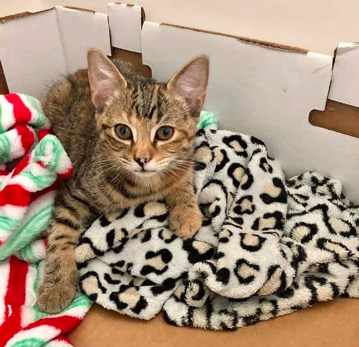 Ivy is registered to the contest to win money with this photo: carnivore, cat, cat_bed, cat_supply, comfort, domestic_short_haired_cat, fawn, felidae, fur, leopard, linens, pattern, paw, sitting, small_to_medium_sized_cats, snout, terrestrial_animal, whiskers