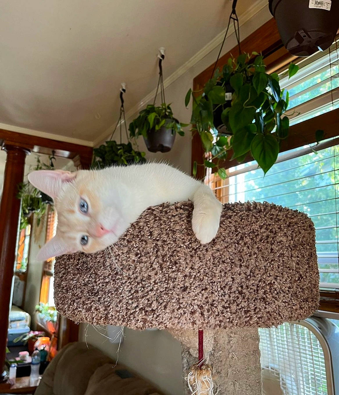 Gretchen is registered to the contest to win money with this photo: ceiling, chair, couch, decoration, fawn, felidae, flooring, interior_design, linens, living_room, ornament, plant, shelf, small_to_medium_sized_cats, stuffed_toy, tail, toy, tree, window, wood