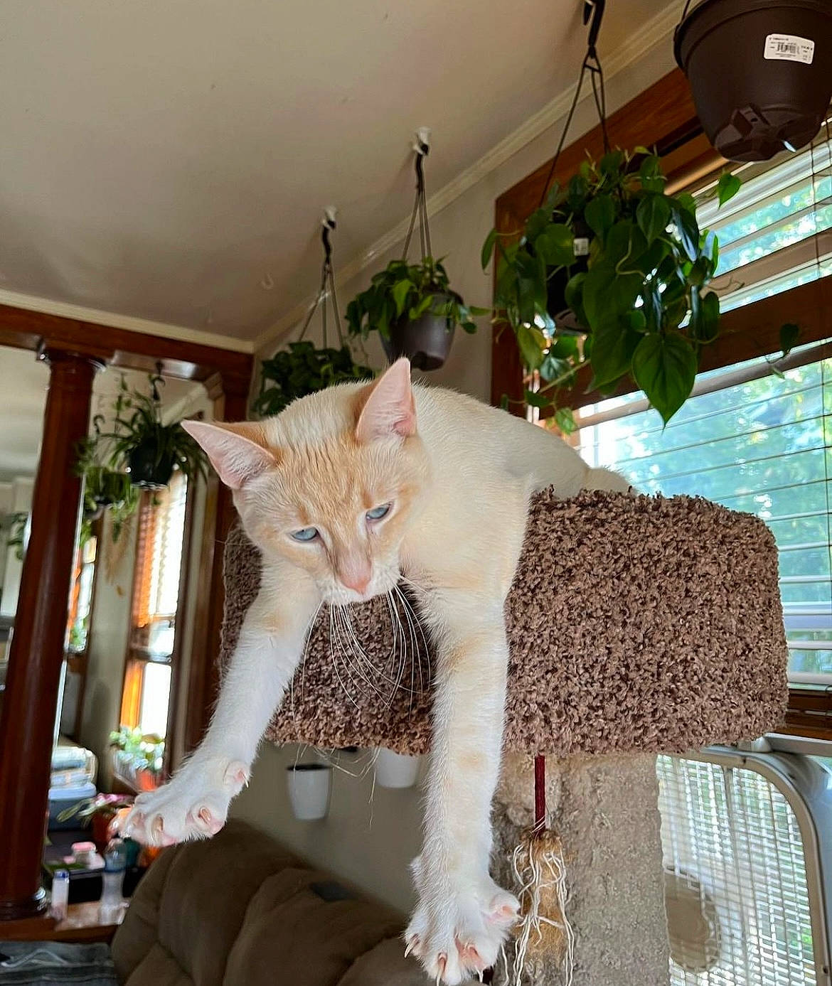 Gretchen joined the competition — help win amazing prizes! carnivore, cat, chair, domestic_short_haired_cat, fawn, felidae, fur, houseplant, interior_design, pattern, plant, room, shelf, small_to_medium_sized_cats, tail, tree, whiskers, window, wood, wool