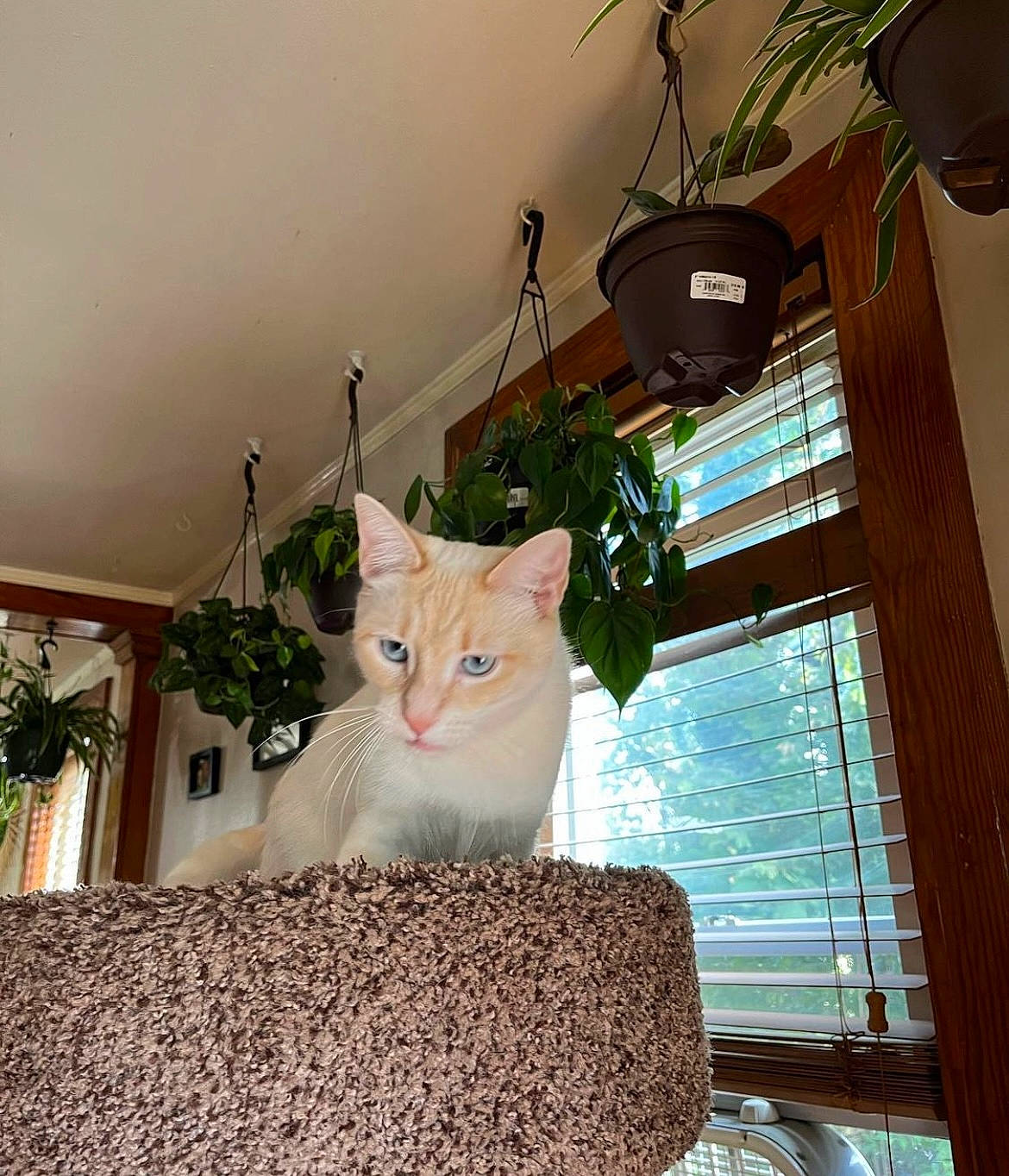 Gretchen is registered to the contest to win money with this photo: carnivore, cat, cat_supply, ceiling, domestic_short_haired_cat, fawn, felidae, flowerpot, fur, houseplant, interior_design, plant, room, small_to_medium_sized_cats, tail, tints_and_shades, wall, whiskers, window, wood