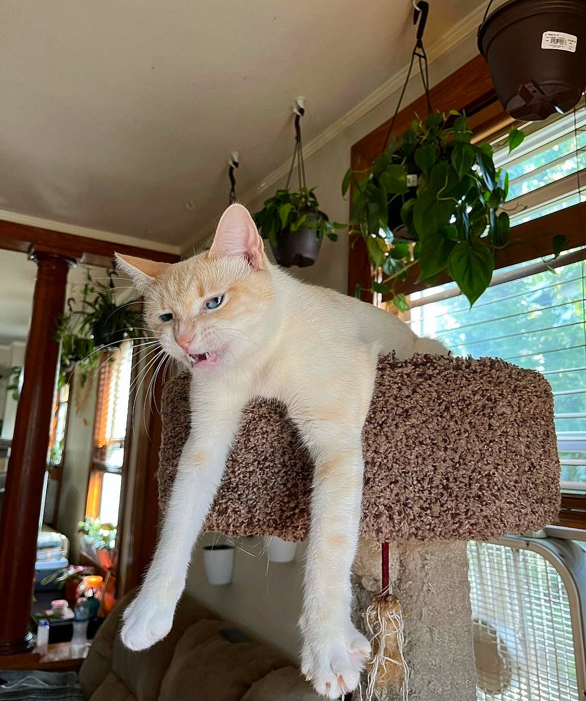 Gretchen is registered to the contest to win money with this photo: carnivore, cat, chair, domestic_short_haired_cat, fawn, felidae, flooring, fur, houseplant, lap, mammal, plant, small_to_medium_sized_cats, snout, tail, tree, vertebrate, whiskers, wood, wool