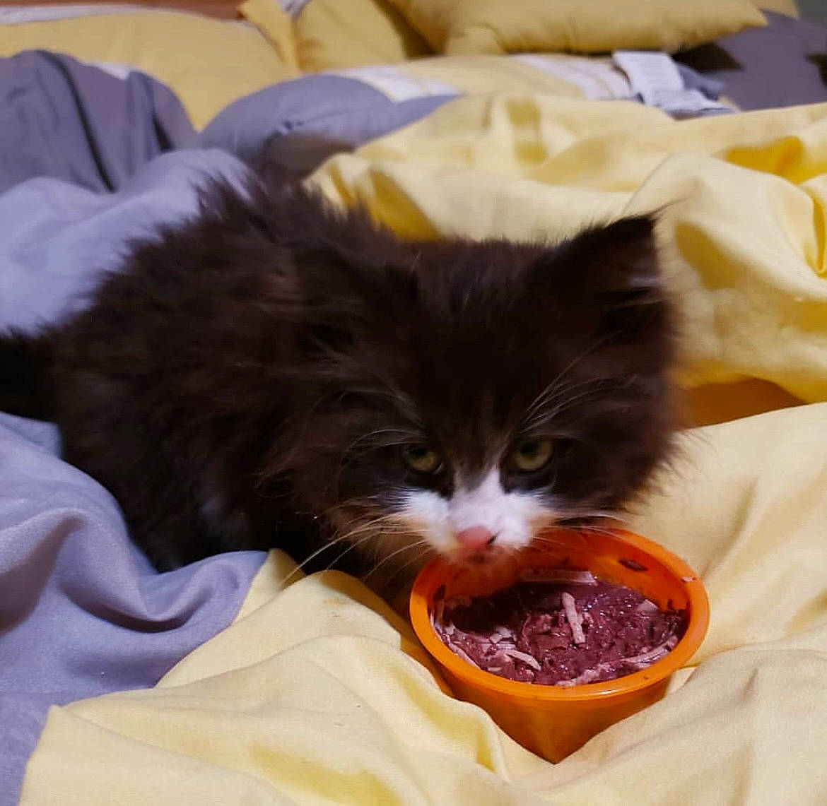 Luna joined the competition — help win amazing prizes! animal_feed, box, carnivore, cat, cat_food, cat_supply, comfort_food, cuisine, dish, domestic_short_haired_cat, felidae, food, fur, ingredient, pet_food, recipe, small_animal_food, small_to_medium_sized_cats, snout, whiskers